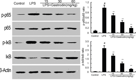 Gastrodin inhibits LPS-induced NF-&#x03BA;B activation.