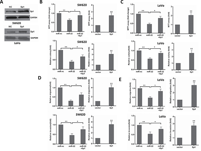 The levels of Sp1 influence the effects of miR-22 in CRC cells.