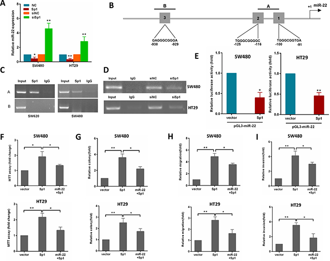 Sp1 binds to the promoter of miR-22 and depends on the miR-22 to promote CRC aggressiveness.