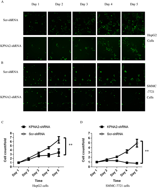 Inhibition of cell proliferation by silencing KPNA2 in human hepatocellular carcinoma cell lines HepG2 and SMMC-7721, measured via the Cellomics ArrayScan VTI.