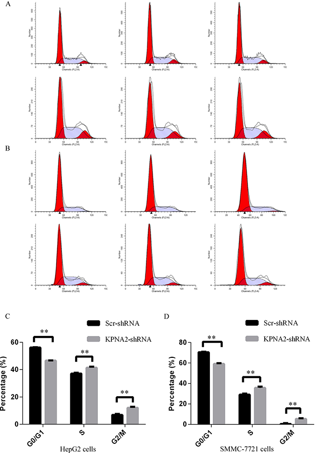 Cell cycle arrest induced in human hepatocellular carcinoma cell lines HepG2 and SMMC-7721 with KPNA2 knockdown.