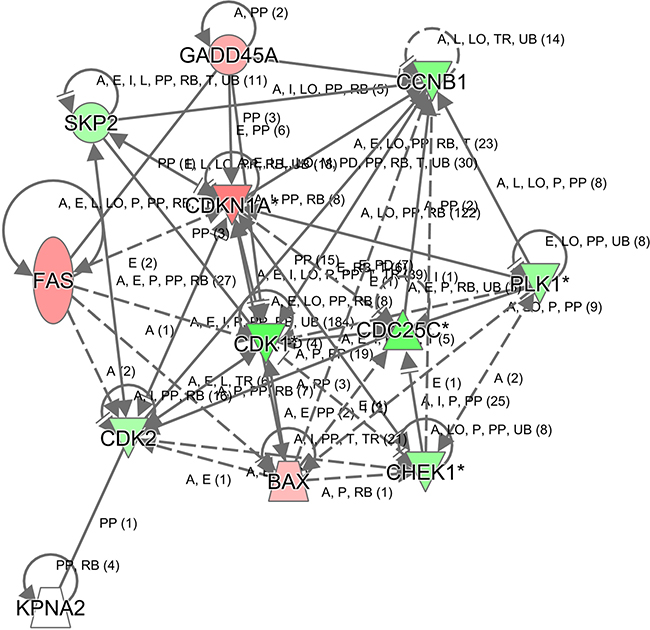 Modulation of the CDKN1A-CDK1-mediated gene interaction network in human hepatocellular carcinoma cell line HepG2 after KPNA2 knockdown.