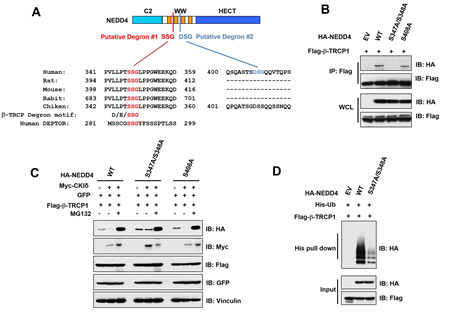 CKI&#x3b4; phosphorylated NEDD4 at S347/S348 sites to facilitate its ubiquitination and subsequent destruction by SCF