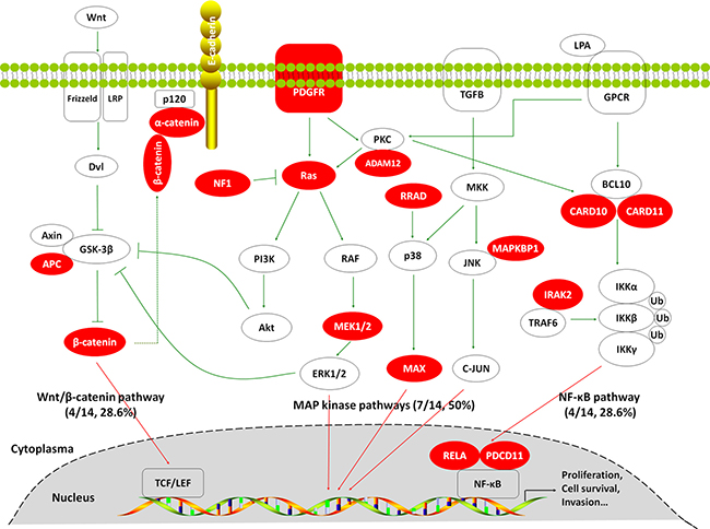 Somatic mutations identified by targeted massively parallel sequencing across 14 GBCs affecting the MAP kinase, Wnt/&#x03B2;-catenin and NF-&#x03BA;B signaling pathways.