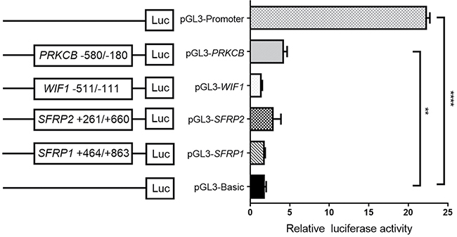 Luciferase activity determined by a dual-luciferase assay system.