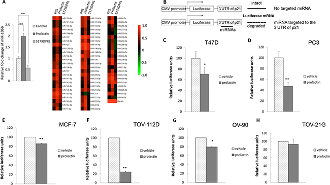 Prolactin treatment induced miR-106b targeted to the 3&#x2032;UTR of the p21 in cancers.