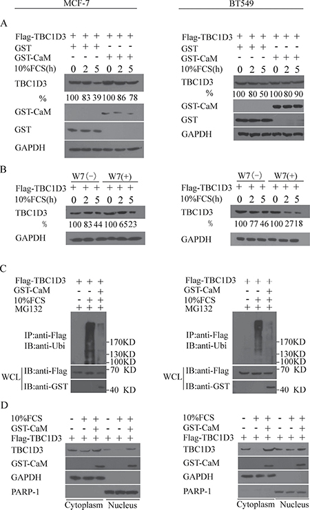 CaM inhibits the ubiquitination and degradation of TBC1D3 in both cytoplasm and the nucleus in response to FCS stimulation.