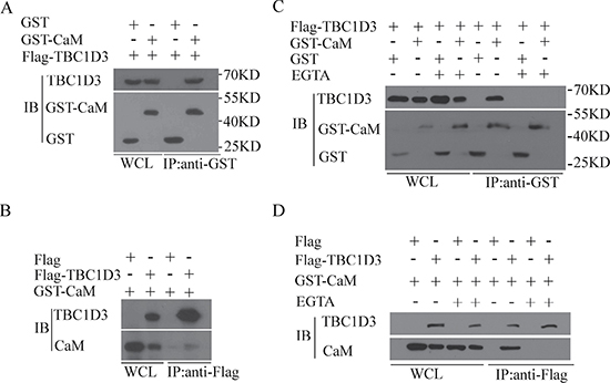 CaM associates with TBC1D3 in a Ca2+-dependent manner.