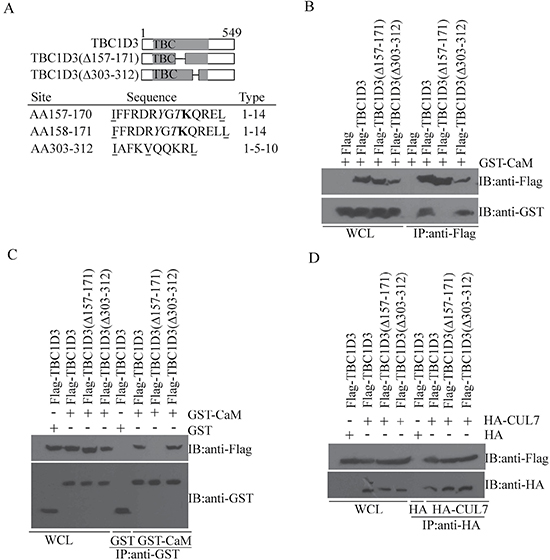 Mapping of the CaM-interacting site in TBC1D3.