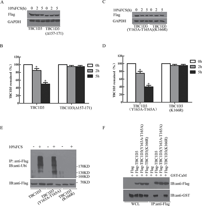 Mutation of the ubiquitination site K166 abolishes the ubiquitination and degradation of TBC1D3 in response to FCS stimulation.