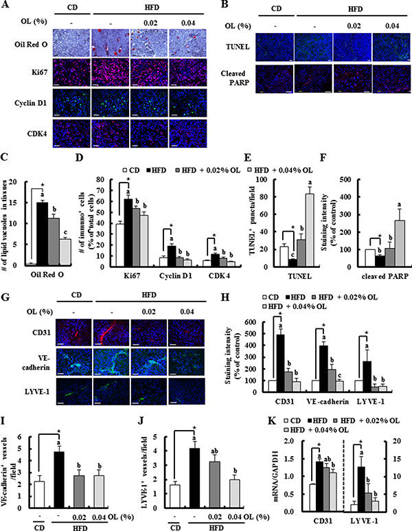OL suppresses HFD-stimulated accumulation of lipid droplets, cell proliferation, angiogenesis, and lymphangiogenesis and HFD-induced decreases in apoptosis in B16F10 solid tumors.