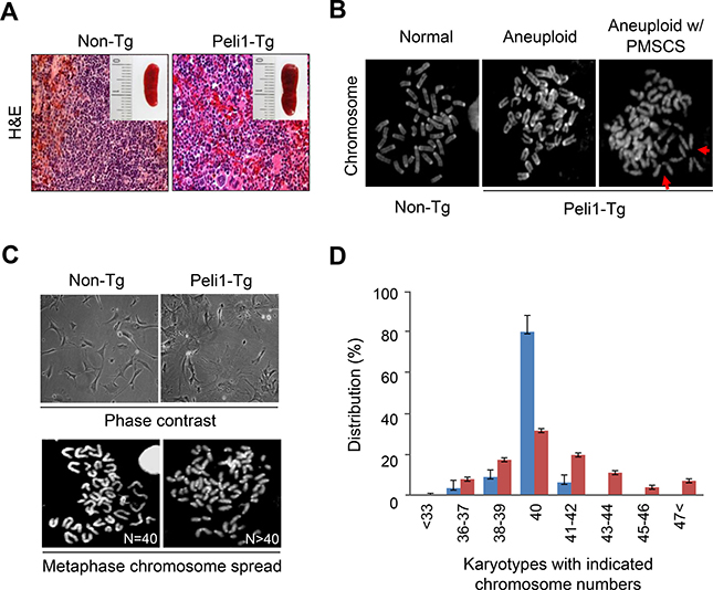 Transgenic mice overexpressing Peli1 induce aneuploidy and develop tumours.