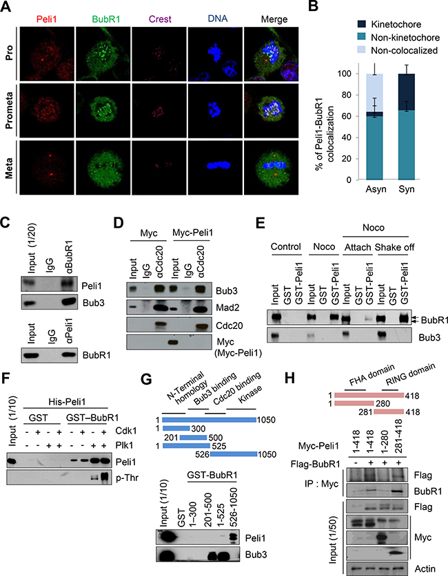 Peli1 co-localizes and interacts with BubR1 at mitotic phase of cell cycle.