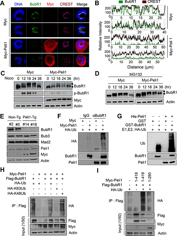 Peli1 directly down-regulates the stability of BubR1 by K48-mediated polyubiquitination.
