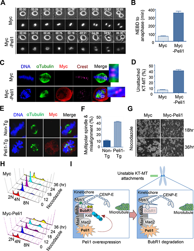 Peli1 overexpression leads to failure of kinetochore-microtubule interaction and lack of accurate chromosome alignments.