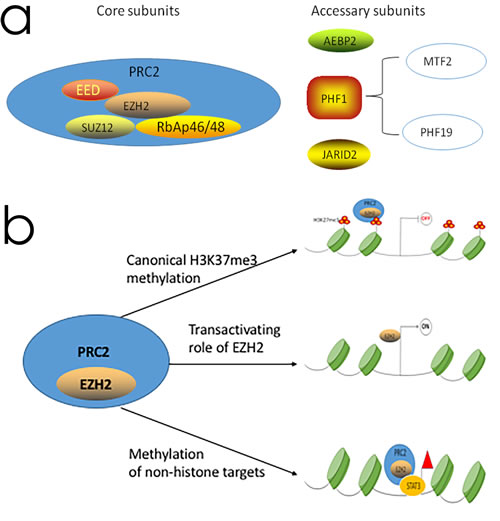 The PRC2 complex structure and the function of EZH2 in transcriptional regulation.