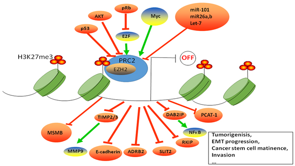 EZH2 regulation and function in prostate cancer.