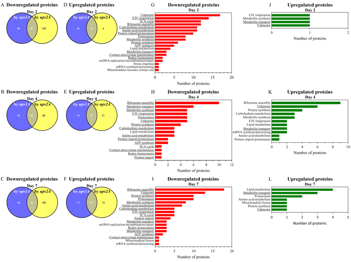 In cells cultured without LCA, many mitochondrial proteins that are downregulated or upregulated in long-lived