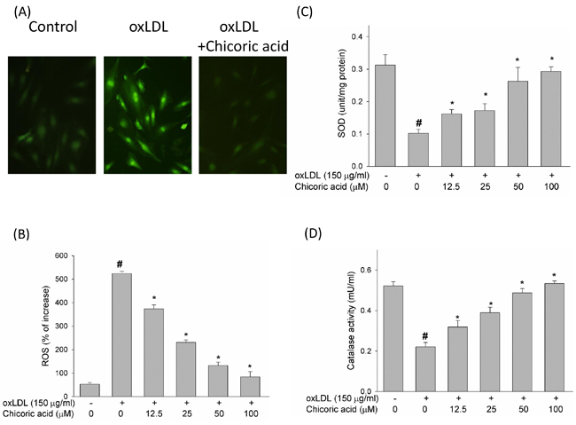 The inhibitory effects of chicoric acid on oxLDL-facilitated ROS generation in endothelial cells.