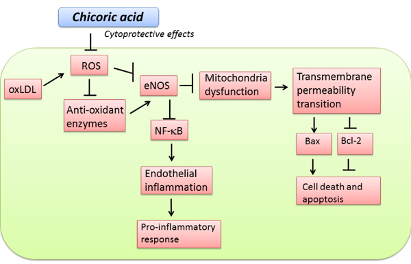 Schematic diagram showing cytoprotective signaling of chicoric acid in oxLDL-induced oxidative injuries in endothelial cells.