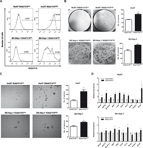 TIC-like properties of KIAA1114high HCC cells.