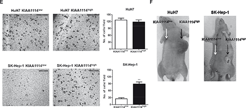 Figure 4: