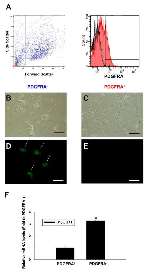 Characterization of PDGFRA