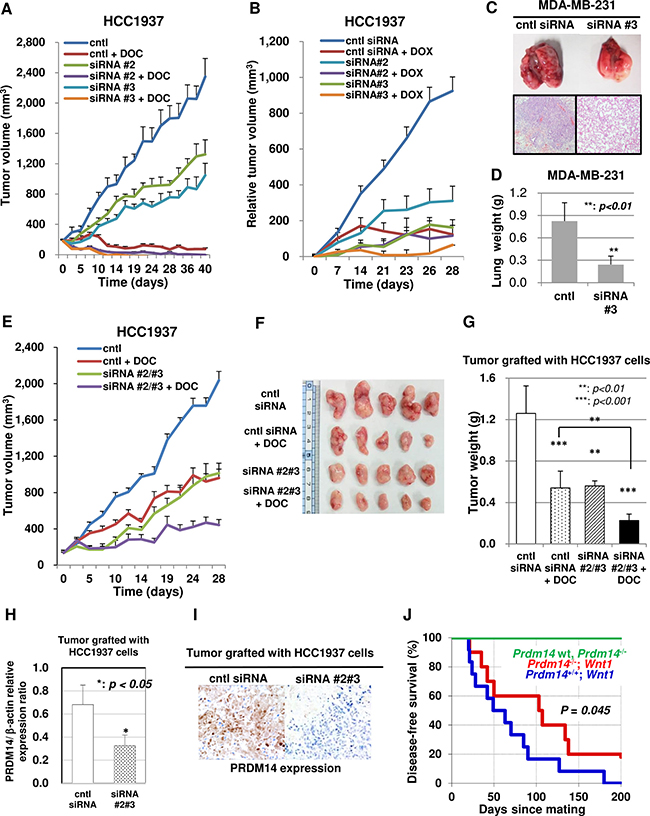 PRDM14-specific siRNA reduces the tumorigenicity of breast cancer cells