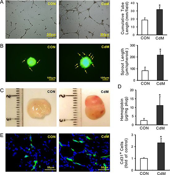 CdM derived from MSCs promotes angiogenesis.