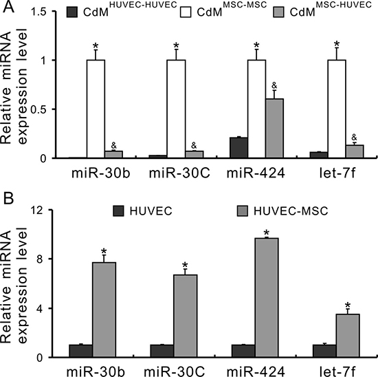 miRs secreted from MSCs transfer to HUVECs.