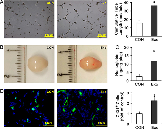Exosomes derived from MSCs promote angiogenesis.