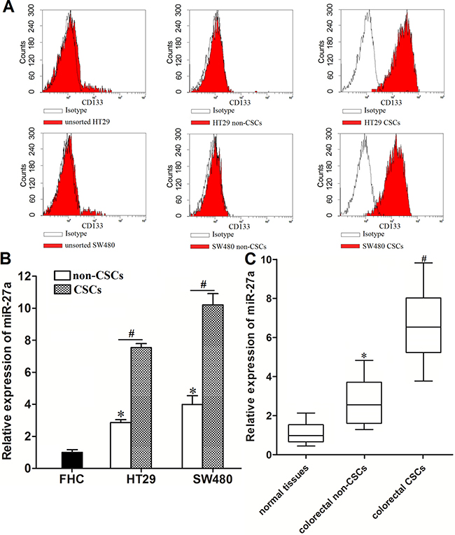 Overexpresion of miR-27a in colorectal cancer stem cells.