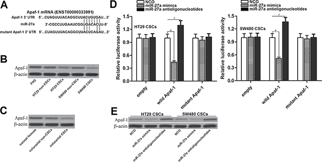 MiR-27a antioligonucleotides increase the expression of Apaf-1 in colorectal CSCs.