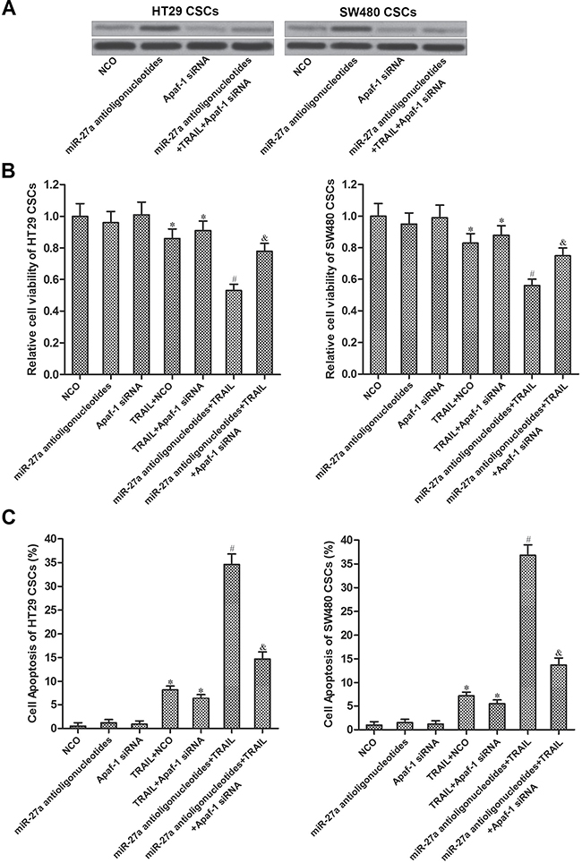 MiR-27a antioligonucleotides sensitized colorectal CSCs to TRAIL by increasing the expression of Apaf-1.