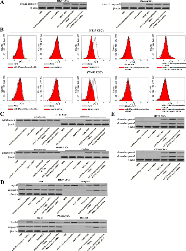 MiR-27a antioligonucleotides promote the formation of Apaf-1-caspase-9 complex in TRAIL-treated colorectal CSCs.