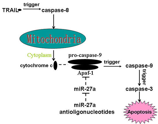 Schema of the mechanisms implicated in miR-27a antioligonucleotides-sensitized apoptosis in TRAIL-treated colorectal CSCs.