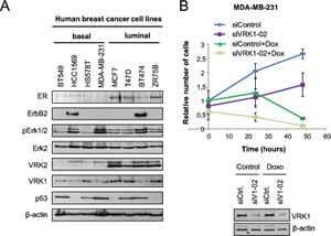 Expression of VRK1, VRK2, ER, ERBB2 and signaling proteins in a panel of breast cancer cell lines.