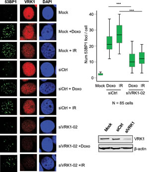 Effect of VRK1 knockdown on 53BP1 foci induced by ionizing radiation (IR) or doxorubicin in MCF7 breast cancer cells.