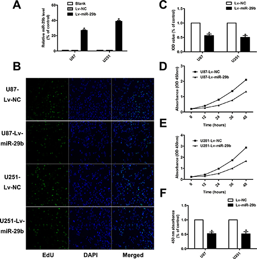 MiR-29b inhibited the proliferation ability of glioma cells.