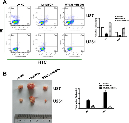 Effect of MYCN over-expression and co-transfection of Lv-MYCN and Lv-miR-29b on cell apoptosis and in vivo tumor growth.