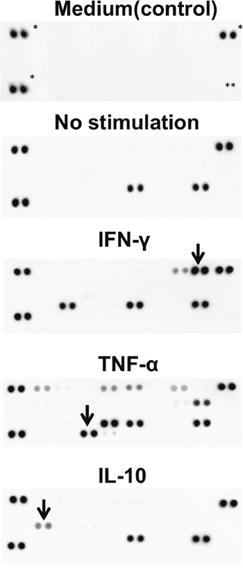 Cytokine secretion patterns of iRCs.