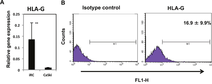 HLA-G expression in iRCs.