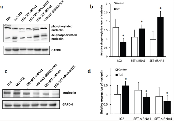 SET decreases phosphorylation of nucleolin and increases its expression in TCE-exposed liver cells.