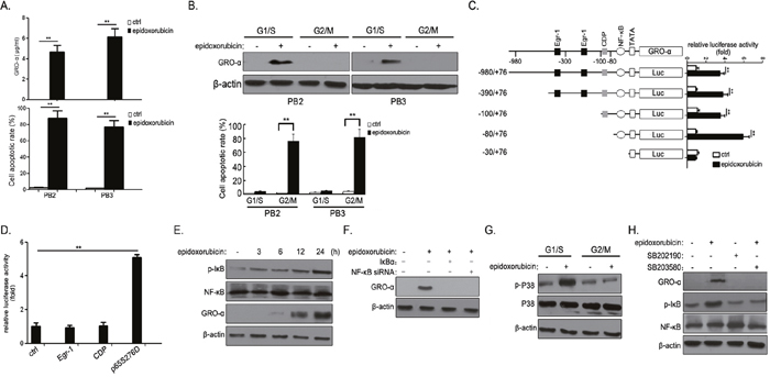 Epidoxorubicin induce GRO-&#x03B1; expression in bladder cancer cells in a cell cycle-dependent manner via the p38/MAPK-NF-&#x03BA;B pathway.