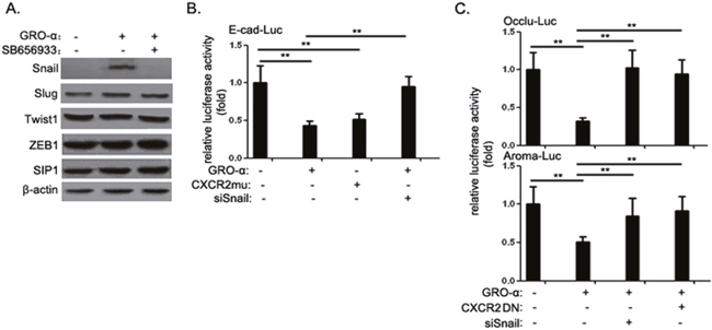 The GRO-&#x03B1;-CXCR2 axis promotes Snail expression and its repressor activity.