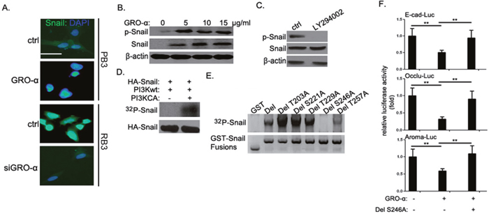 GRO-&#x03B1; regulation of Snail phosphorylation and subcellular localization.