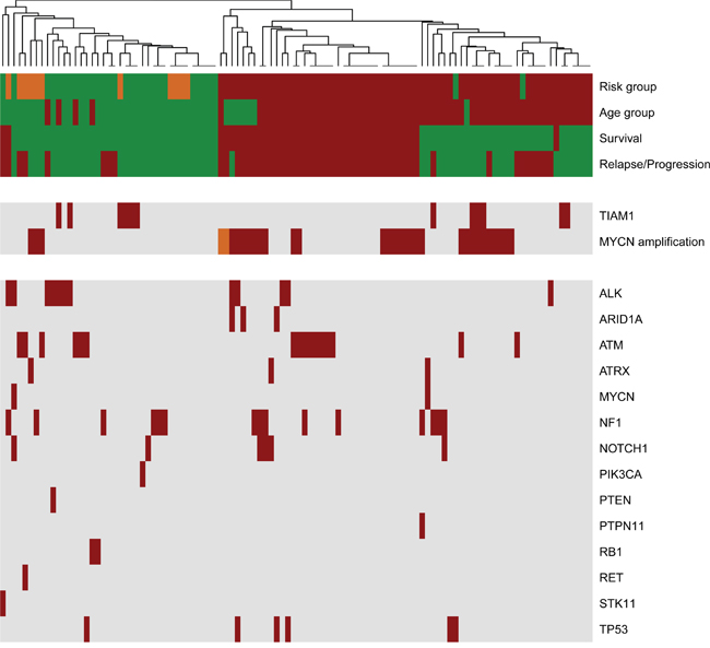 Landscape of clinical variations and identified genetic variants in primary neuroblastomas.