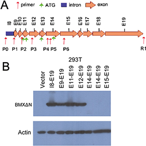 Detection of BMX&#x0394;N translation start codon.