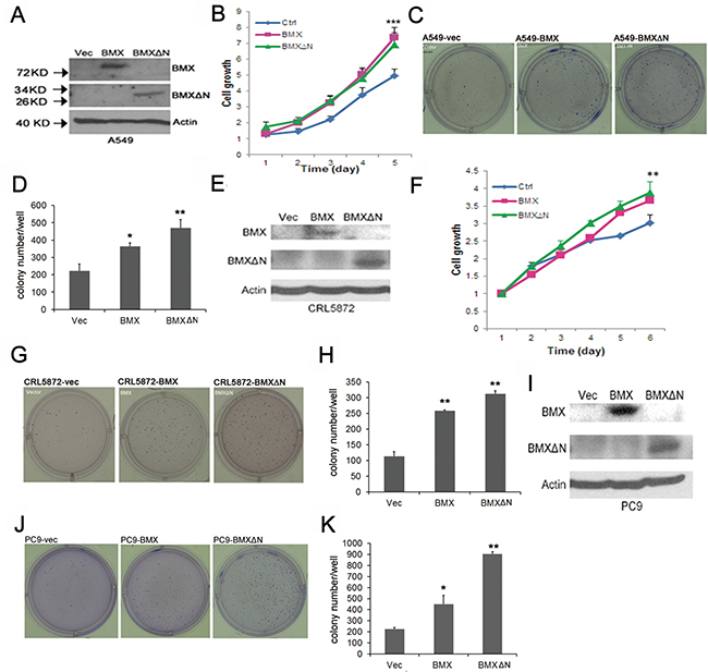 BMX&#x0394;N expression promotes cell growth and transformation.