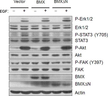 BMX&#x0394;N expression activates ERK in lung cancer cells.